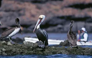 Kayak Prints: Mexico, Baja, Sea of Cortez, Espiritu Santo. Brown Pelican and kayaker. (MR)