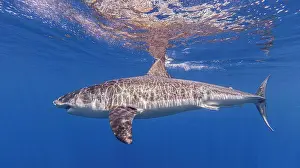 Guadalupe Prints: Mexico, Guadalupe, Great white shark underwater