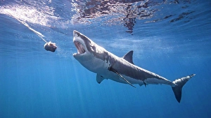 Sunbeam Prints: Mexico, Guadalupe Island, Great white shark (Carcharodon carcharias) underwater