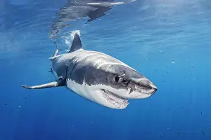 Threats Prints: Mexico, Guadalupe Island, Great white shark in sea