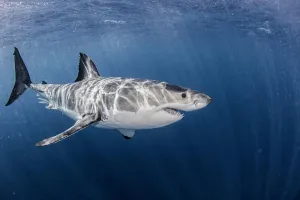 Guadalupe Prints: Mexico, Guadalupe Island, Great white shark in sea