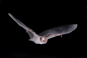 Mexico, Hairy-legged Vampire Bat (Diphylla ecaudata)