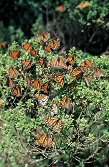 Hispanic Prints: Mexico, Michoacan State, El Rosario Sanctuary, Mass Of Monarch Butterflies Settled On Bush