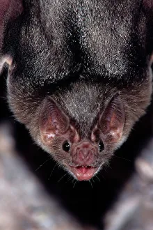 Mexico, Sonora, Common Vampire Bat (Desmodus rotundus)