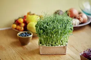 Salad Prints: Microgreens growing in a tray