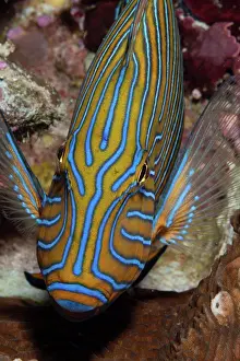 Palau Prints: Micronesia, Caroline Islands, Palau, Striped surgeonfish (Acanthurus lineatus)