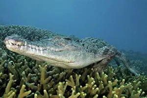 Dangerous Prints: Micronesia, Palau, Captive saltwater crocodile Crocodylus porosus on coral bed