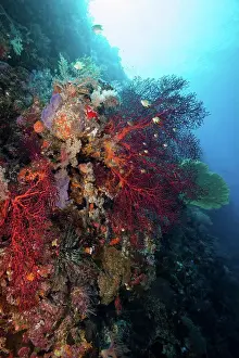 Palau Prints: Micronesia, Palau, Red gorgonian sea fan on reef system at Fern's Wall