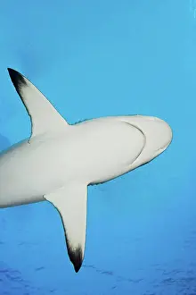 Dangerous Prints: Micronesia, Yap, Silhouette of a grey reef shark Carcharhinus amblyrhynchos