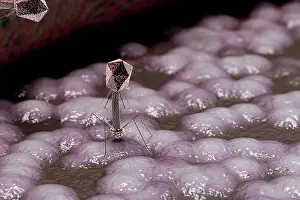 Infectious Disease Prints: Microscopic styled visualization of bacteriophages on the surface of a bacteria