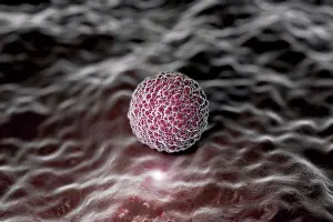 Reproduction Prints: Microscopic styled visualization of a human morula
