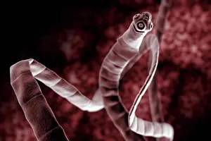 Science Prints: Microscopic styled visualization of a tapeworm (Cestoda).