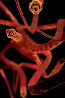 Disease Prints: Microscopic styled visualization of tapeworms (Cestoda)