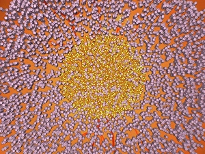 Eyesight Prints: Microscopic view of retinal rods and cone cells of the human eye