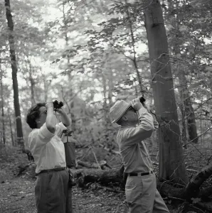 Rolled Up Sleeves Prints: Mid adult couple looking through binoculars in a forest