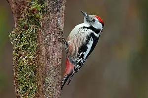 Natural Habitat Prints: Middle Spotted Woodpecker (Dendrocopos medius)