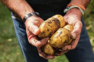 Sun Light Prints: Midsection of man holding dirty potatoes in garden