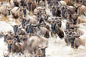 Kenyan Prints: Migratory blue wildebeest (Connochaetes taurinus) crossing the Mara river