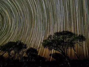 Dramatic Sky Prints: The milky way over acacia trees at night in the Okavango Delta, Botswana, Africa