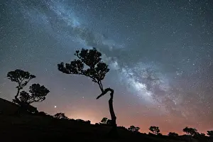 Dramatic Sky Prints: Milky Way on tree silhouettes in Fanal forest, Madeira island, Portugal, Atlantic, Europe