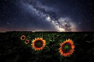 Galactic Prints: Milkyway over sunflower field Manitoba Canada Composite image 2 exposures