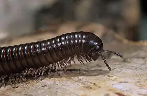: Millipedes (Archispirostreptus gigas), captive