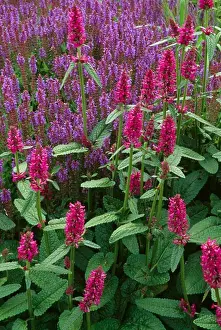 Sage Prints: Mimgled magenta and blue salvias