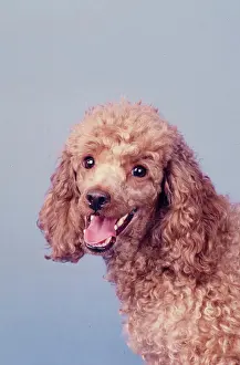 Pure Prints: Mini Poodle on a blue background