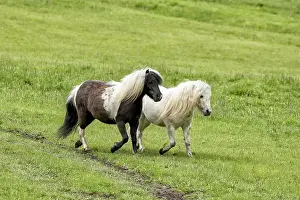 Pasture Prints: Two miniature horses run in the green pasture near Coeur d'Alene, Idaho