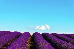 People In Nature Prints: Minimalist Purple Lavender Field against blue sky white cloud
