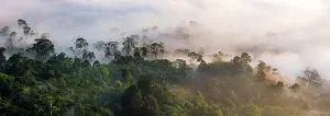 Island Of Borneo Prints: Mist and low cloud hanging over lowland dipterocarp rainforest just after sunrise
