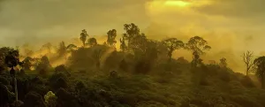 Island Of Borneo Prints: Mist over lowland dipterocarp rainforest with shafts of sunlight just after sunrise