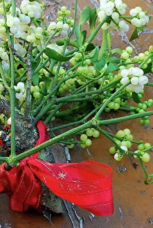 Folklore Prints: Mistletoe (Viscum album) and red ribbon, mistletoe, mistletoe berries
