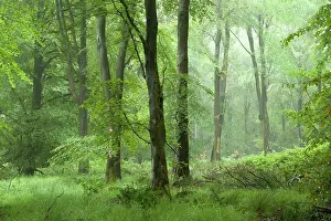 Somerset Prints: A misty beech woodland in summer at Stockhill Wood in the Mendip Hills Area of Outstanding Natural Beauty