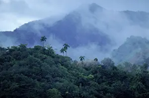 Jungles Prints: misty mountain landscapeSierra Maestra Mts. near the colonial city of Baracoa, Cuba