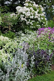 Multitude Prints: Mixed border in bloom in a garden