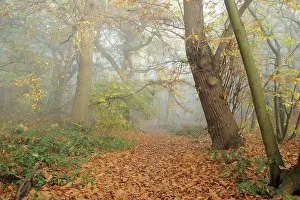 Mixed Prints: Mixed deciduous woodland in autumn mist