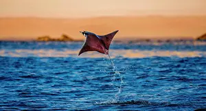 Naturalness Prints: Mobula ray is jumps out of the water. Mexico. Sea of Cortez. Cal