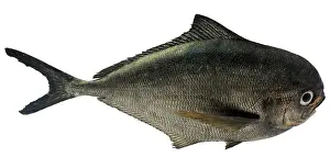 Oceans Prints: Model of an Atlantic pomfret, a pomfret of the family Bramidae