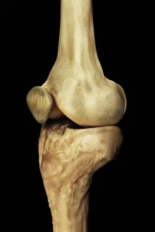 Human Body Prints: Model showing the human knee joint and its connecting bones
