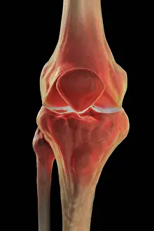 Human Body Prints: Model showing the human knee joint and its connecting bones
