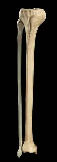 Human Body Prints: Model of the tibia and fibula bones that form part of the human leg