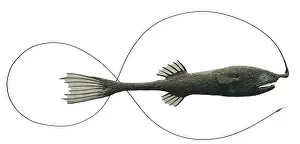 21st Prints: Model of a Whipnose angler, a family