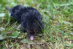 Grasses Prints: Mole (Talpidae) in grass, Bavaria, Germany, Europe