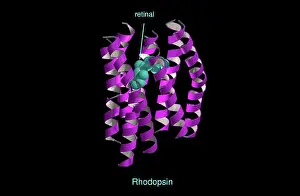 Diagram Prints: Molecular model of rhodopsin, ribbon diagram