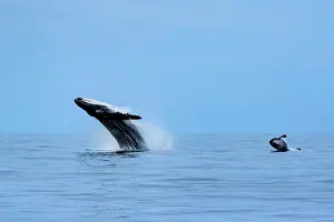 Curiosity Prints: Mom & calf breaching in unison, Humpback Whales (Megaptera novaeangliae), Maui, Hawaii