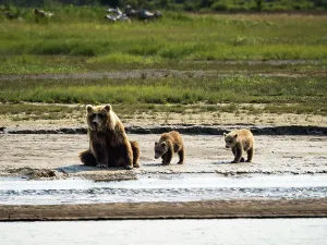 Alaska Peninsula Prints: Mom with three cubs, Coastal Brown Bears (Ursus arctos horribilis) along Hallo Creek