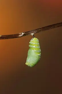 Monarch Prints: Monarch (Danaus plexippus) larva (caterpillar) pupating-forming chrysalis (pupa) Marion Co
