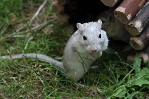 Afrasia Prints: Mongolian Gerbil in a garden France