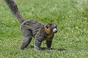 East Africa Prints: Mongoose lemur (Lemur albimanus) primate native to Madagascar and introduced to the Comoros Islands